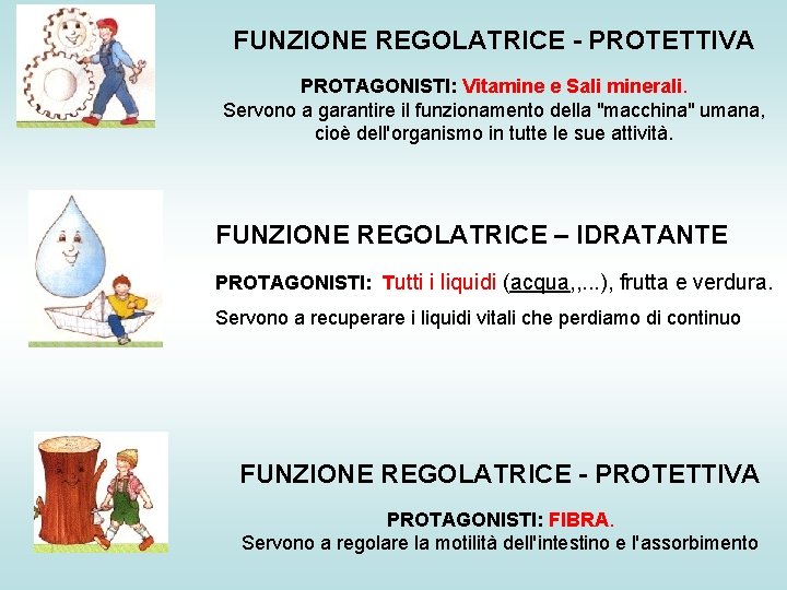 FUNZIONE REGOLATRICE - PROTETTIVA PROTAGONISTI: Vitamine e Sali minerali. Servono a garantire il funzionamento