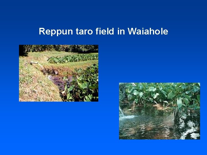 Reppun taro field in Waiahole 