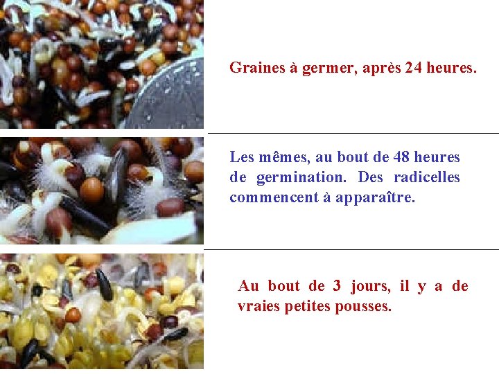 Graines à germer, après 24 heures. Les mêmes, au bout de 48 heures de