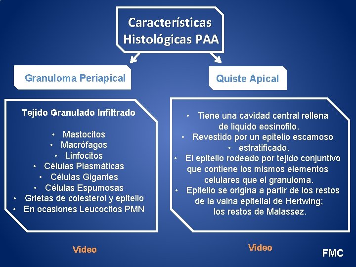 Características Histológicas PAA Granuloma Periapical Tejido Granulado Infiltrado • Mastocitos • Macrófagos • Linfocitos