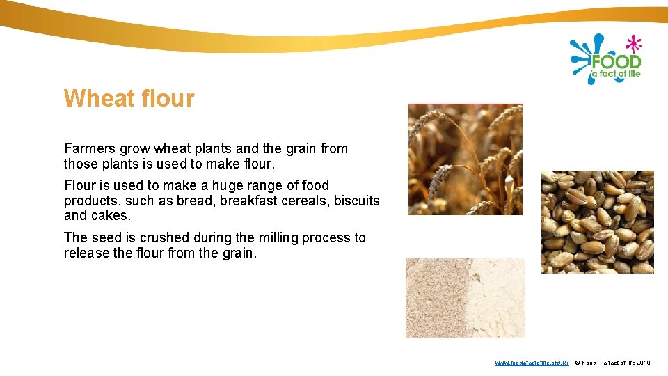 Wheat flour Farmers grow wheat plants and the grain from those plants is used