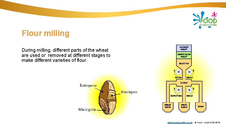 Flour milling During milling, different parts of the wheat are used or removed at