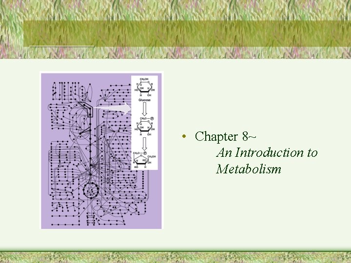 ______ • Chapter 8~ An Introduction to Metabolism 