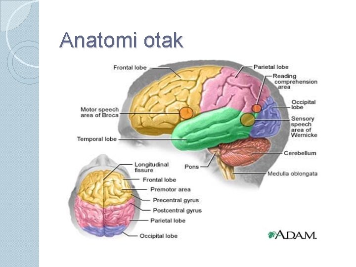 Anatomi otak 