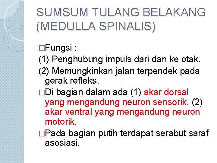 SUMSUM TULANG BELAKANG (MEDULLA SPINALIS) �Fungsi : (1) Penghubung impuls dari dan ke otak.