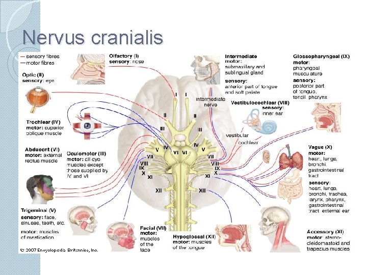 Nervus cranialis 