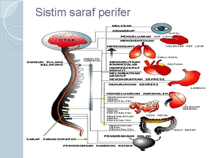 Sistim saraf perifer 