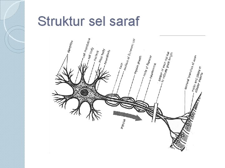 Struktur sel saraf 