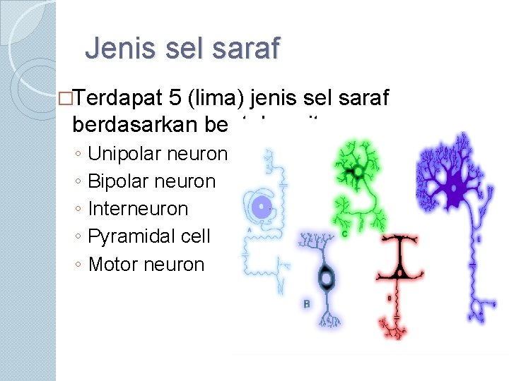 Jenis sel saraf �Terdapat 5 (lima) jenis sel saraf berdasarkan bentuk, yaitu: ◦ ◦