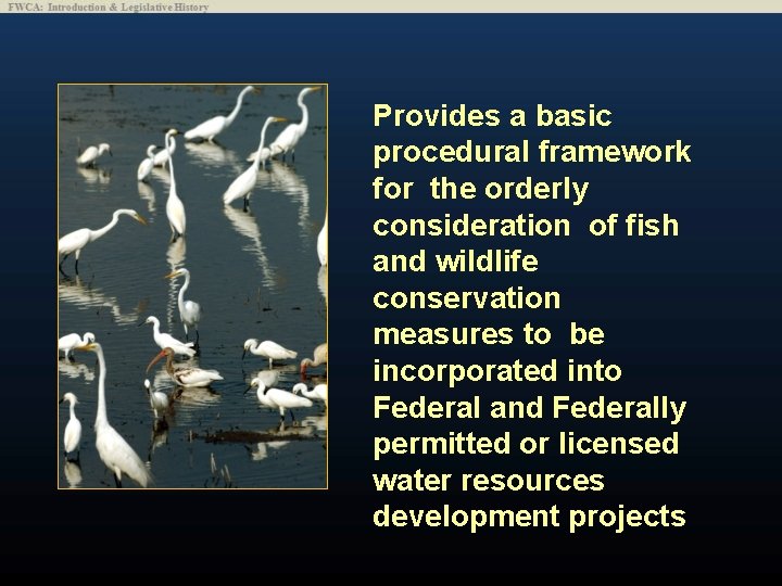 Provides a basic procedural framework for the orderly consideration of fish and wildlife conservation