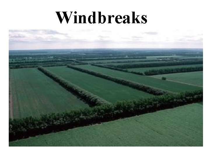 Windbreaks 