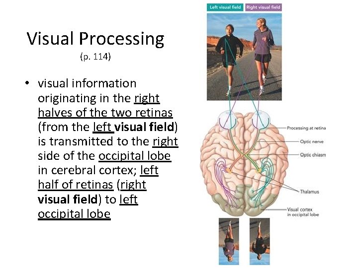 Visual Processing (p. 114) • visual information originating in the right halves of the