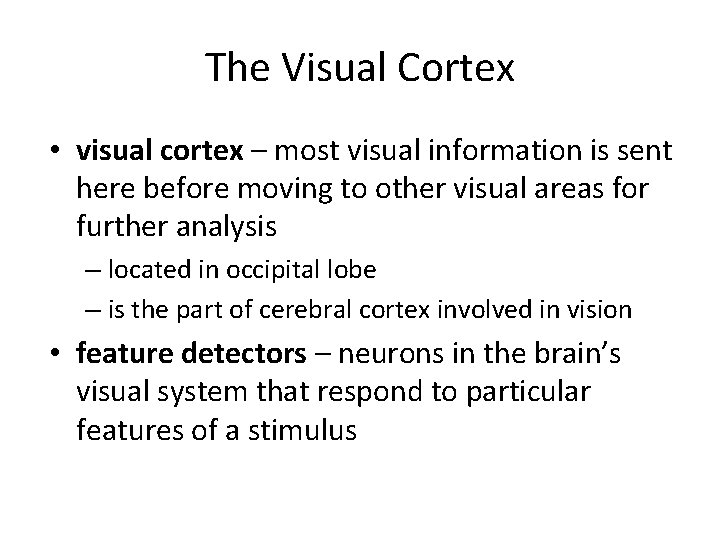 The Visual Cortex • visual cortex – most visual information is sent here before