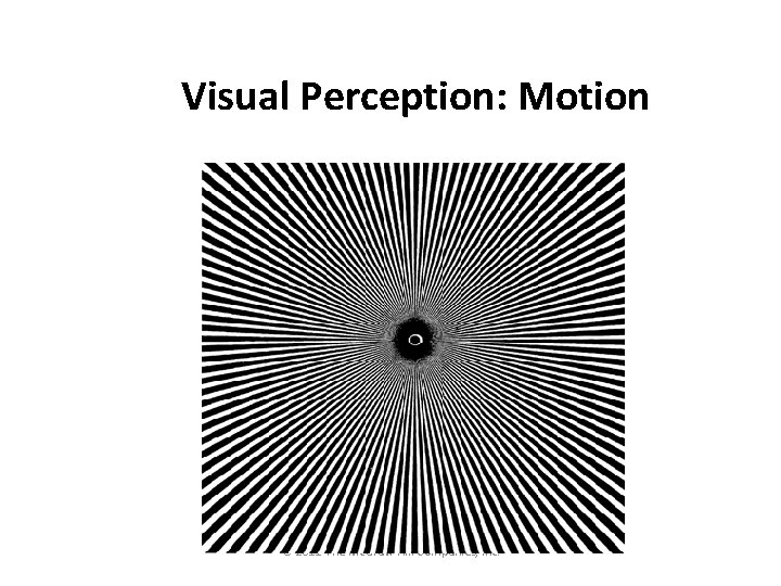 Visual Perception: Motion © 2011 The Mc. Graw-Hill Companies, Inc. 