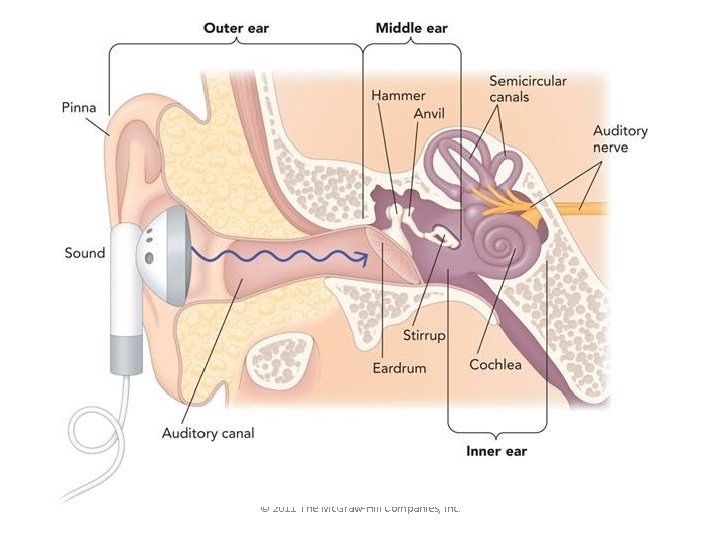 Structure of the Ear © 2011 The Mc. Graw-Hill Companies, Inc. 