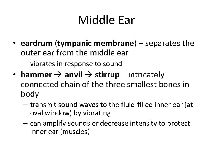 Middle Ear • eardrum (tympanic membrane) – separates the outer ear from the middle