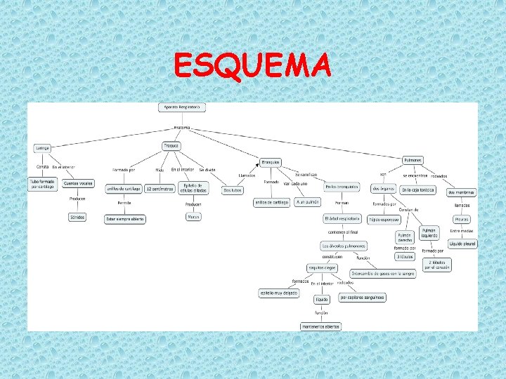 ESQUEMA 