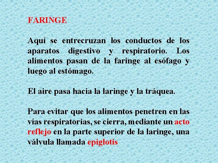 FARINGE Aquí se entrecruzan los conductos de los aparatos digestivo y respiratorio. Los alimentos