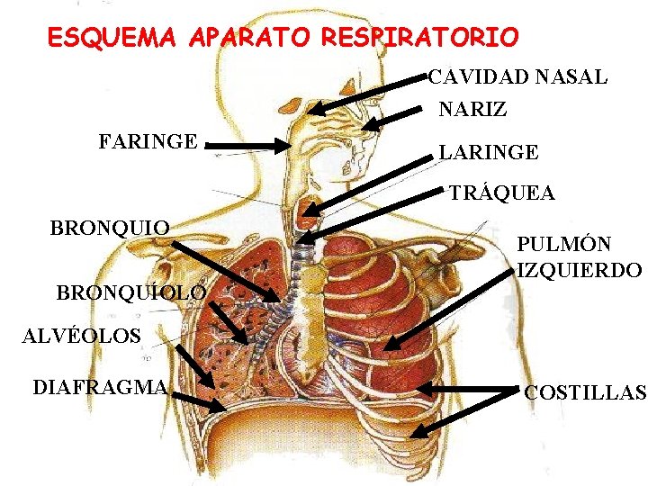 ESQUEMA APARATO RESPIRATORIO CAVIDAD NASAL NARIZ FARINGE LARINGE TRÁQUEA BRONQUIO BRONQUÍOLO PULMÓN IZQUIERDO ALVÉOLOS