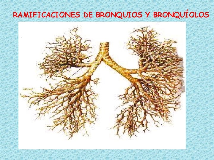 RAMIFICACIONES DE BRONQUIOS Y BRONQUÍOLOS 