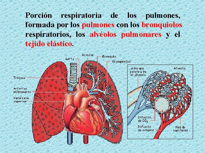 Porción respiratoria de los pulmones, formada por los pulmones con los bronquiolos respiratorios, los