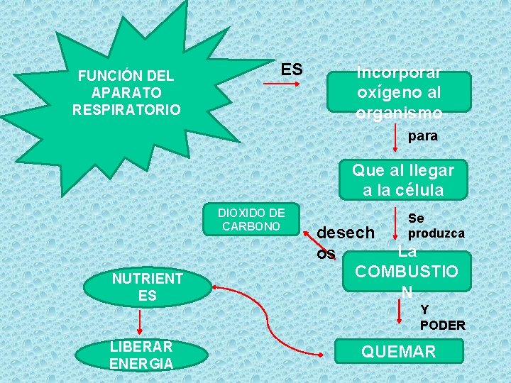 FUNCIÓN DEL APARATO RESPIRATORIO ES Incorporar oxígeno al organismo para Que al llegar a