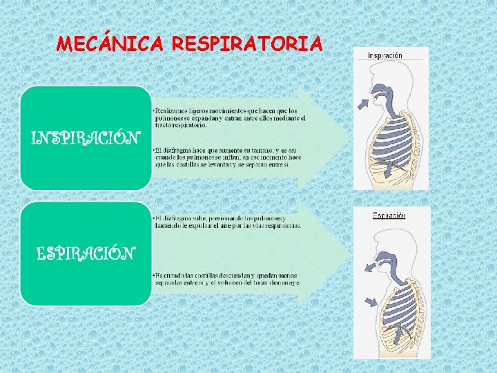 MECÁNICA RESPIRATORIA 