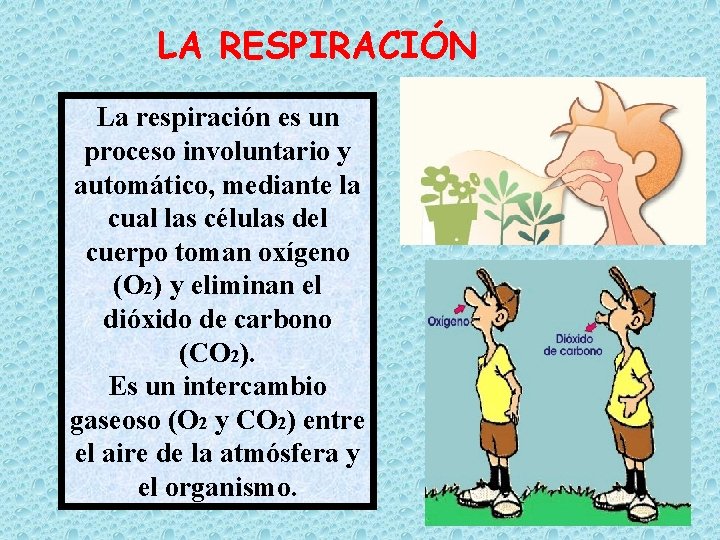 LA RESPIRACIÓN La respiración es un proceso involuntario y automático, mediante la cual las