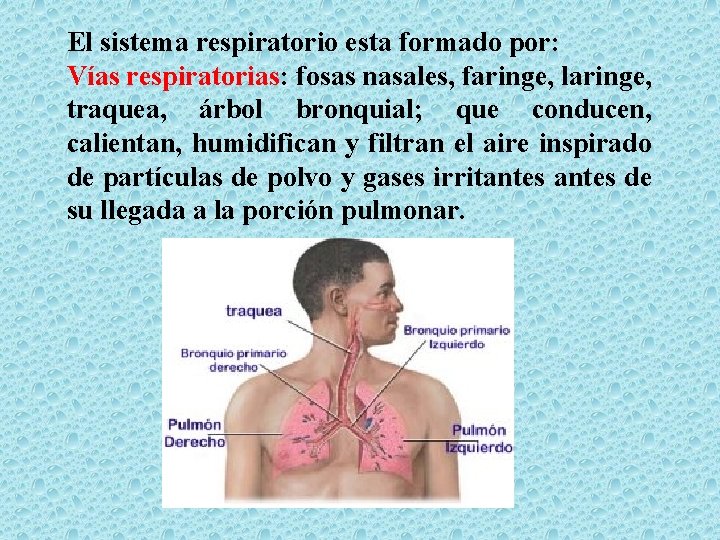 El sistema respiratorio esta formado por: Vías respiratorias: fosas nasales, faringe, laringe, traquea, árbol