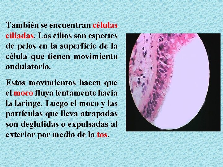 También se encuentran células ciliadas. Las cilios son especies de pelos en la superficie