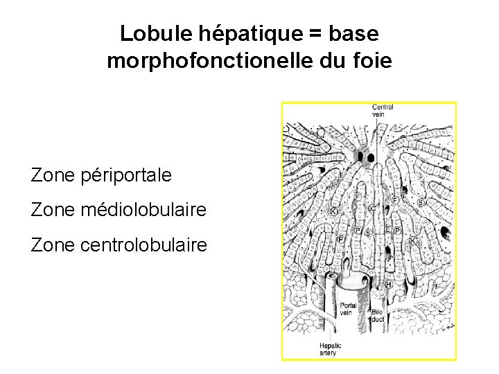 Lobule hépatique = base morphofonctionelle du foie Zone périportale Zone médiolobulaire Zone centrolobulaire 