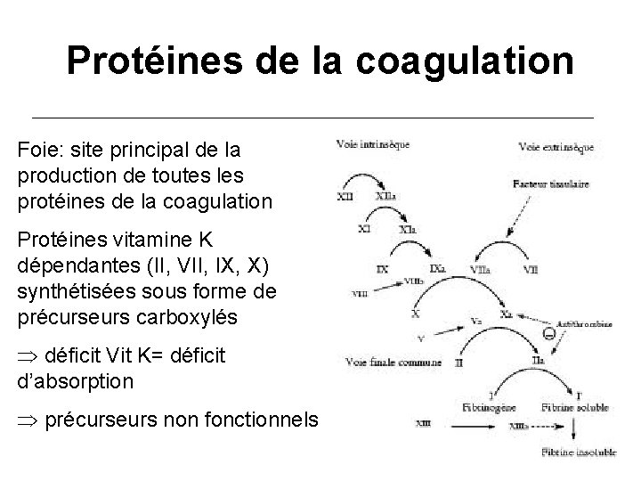 Protéines de la coagulation Foie: site principal de la production de toutes les protéines