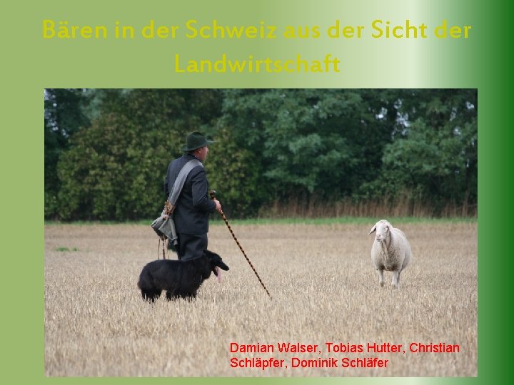 Bären in der Schweiz aus der Sicht der Landwirtschaft Damian Walser, Tobias Hutter, Christian
