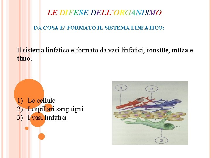 LE DIFESE DELL’ORGANISMO DA COSA E’ FORMATO IL SISTEMA LINFATICO: Il sistema linfatico è