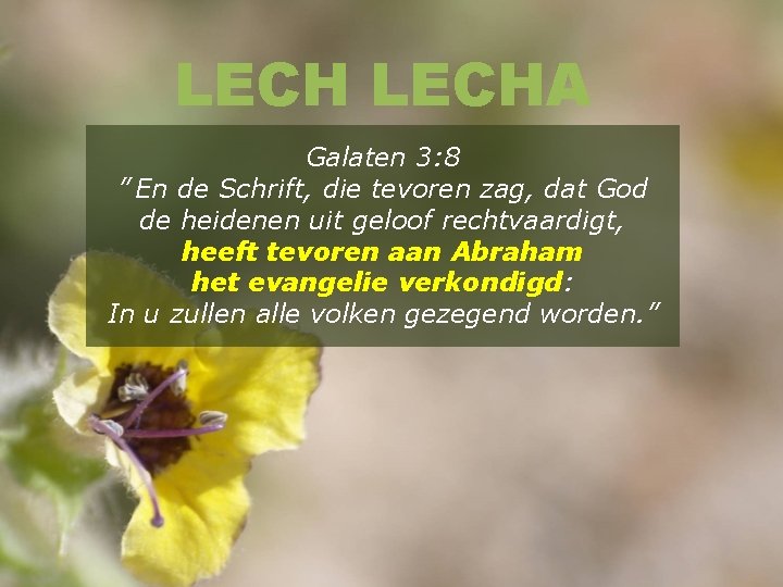 LECHA Galaten 3: 8 ” En de Schrift, die tevoren zag, dat God de