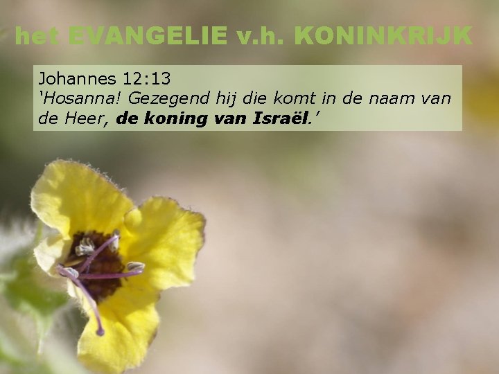 het EVANGELIE v. h. KONINKRIJK Johannes 12: 13 ‘Hosanna! Gezegend hij die komt in