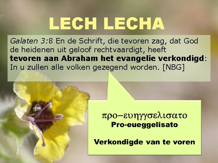 LECHA Galaten 3: 8 En de Schrift, die tevoren zag, dat God de heidenen