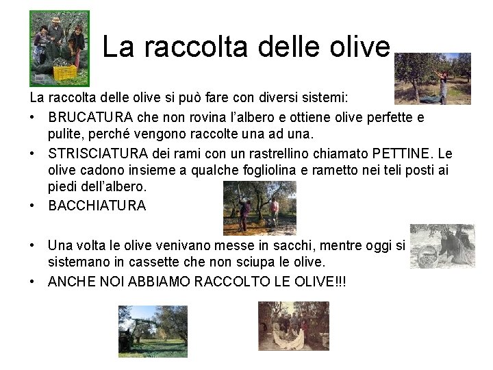 La raccolta delle olive si può fare con diversi sistemi: • BRUCATURA che non