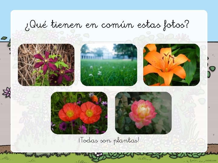 ¿Qué tienen en común estas fotos? ¡Todas son plantas! 