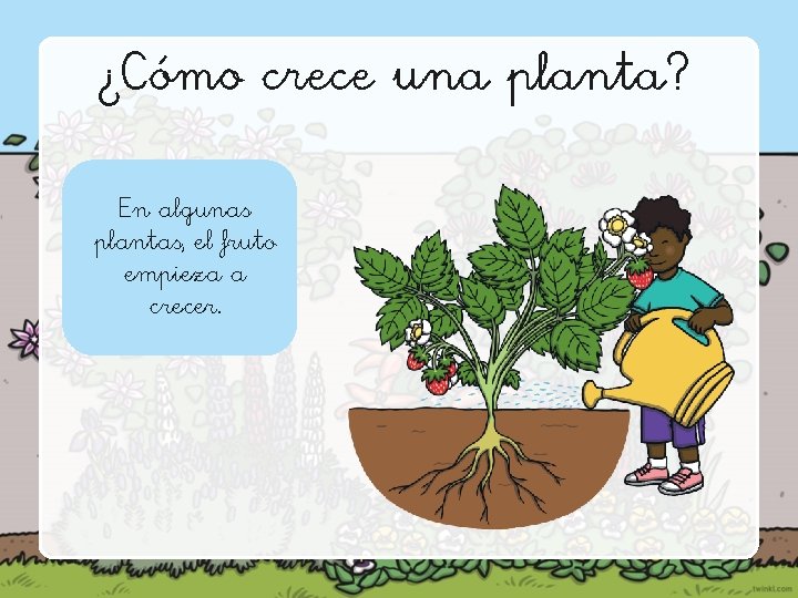 ¿Cómo crece una planta? La semilla se pone Con la ayuda La planta algunas