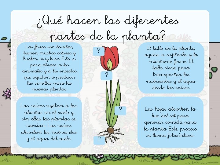 ¿Qué hacen las diferentes partes de la planta? Las flores son bonitas, tienen muchos