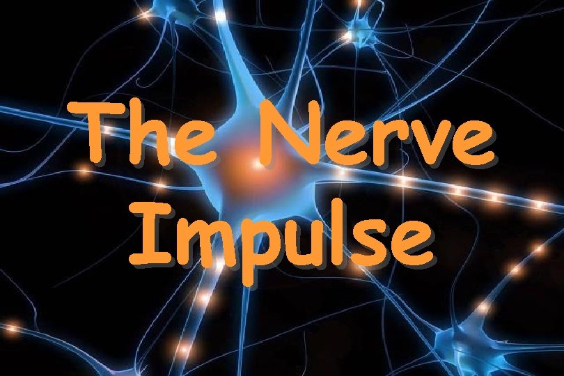 The Nerve Impulse 