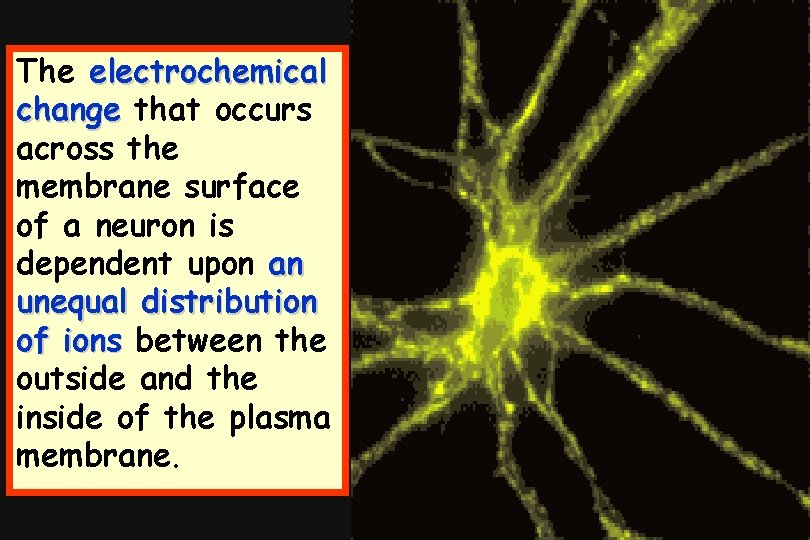 The electrochemical change that occurs across the membrane surface of a neuron is dependent