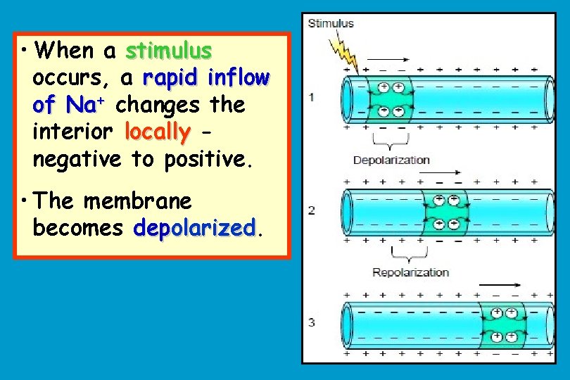  • When a stimulus occurs, a rapid inflow of Na+ changes the interior