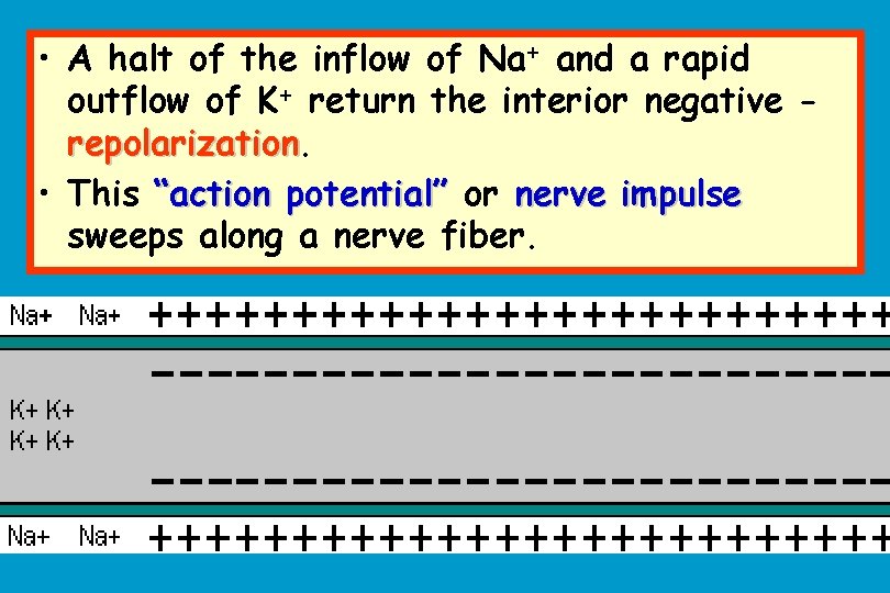  • A halt of the inflow of Na+ and a rapid outflow of