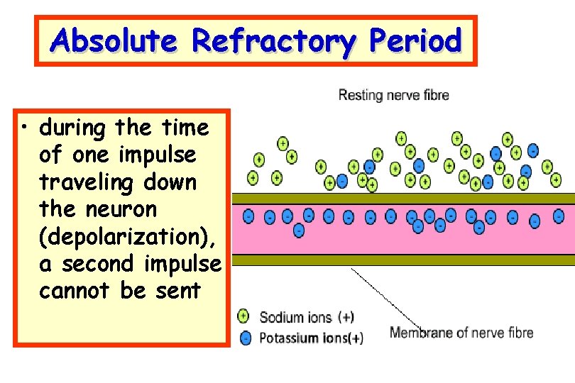 Absolute Refractory Period • during the time of one impulse traveling down the neuron