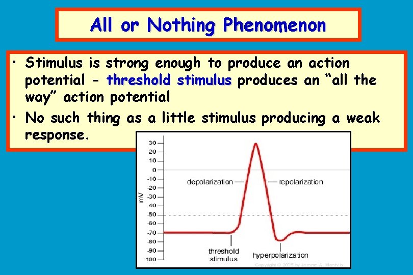 All or Nothing Phenomenon • Stimulus is strong enough to produce an action potential