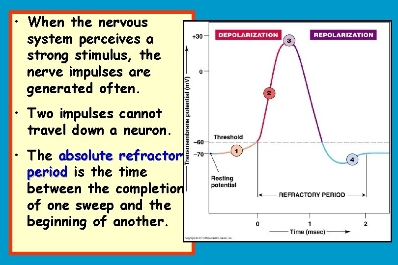  • When the nervous system perceives a strong stimulus, the nerve impulses are