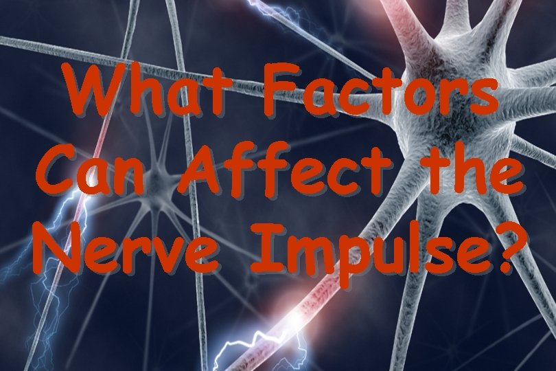 What Factors Can Affect the Nerve Impulse? 