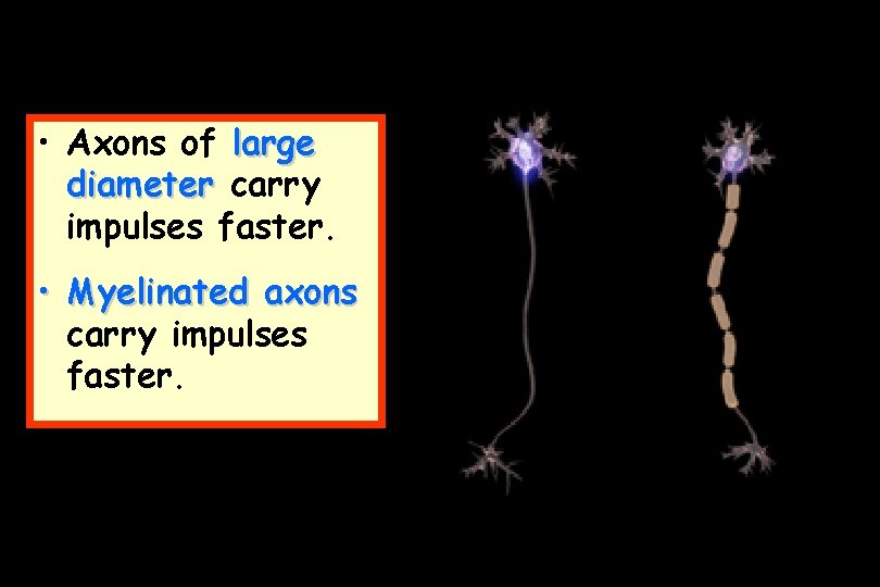  • Axons of large diameter carry impulses faster. • Myelinated axons carry impulses